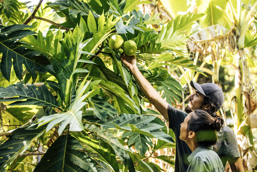 examining breadfruit